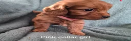 Cockapoo dogs for sale: Cockapoo puppies - Advert 8