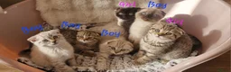 Scottish Fold cats for sale: 🐾 Gorgeous Scottish Fold! 🐾 Ready in London - Advert 2