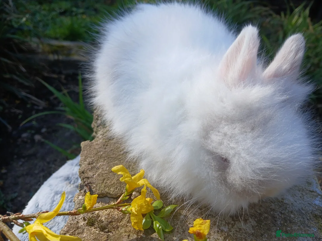 Lionhead rabbits for sale: Stunning DM Lionhead baby rabbit  - Advert 6