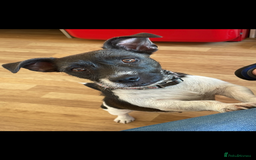 Jack Russell dogs for sale: Beautiful Jack Russell Pups 1 boy/ 1 girl  - Image 4