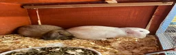 English Lop rabbits for sale: Beautiful English lop rabbits  - Advert 4