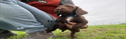 Sprocker dogs for sale: F1 sprocker puppies - Advert 10