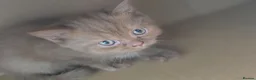 British Shorthair cats for sale: 🐾 BEAUTIFUL BRITISH SHORTHAIR KITTENS 🐾   in Gloucester - Advert 6