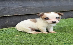 Jack Russell dogs for sale: The cutest little Jack Russel pups ❤️ - Image 24