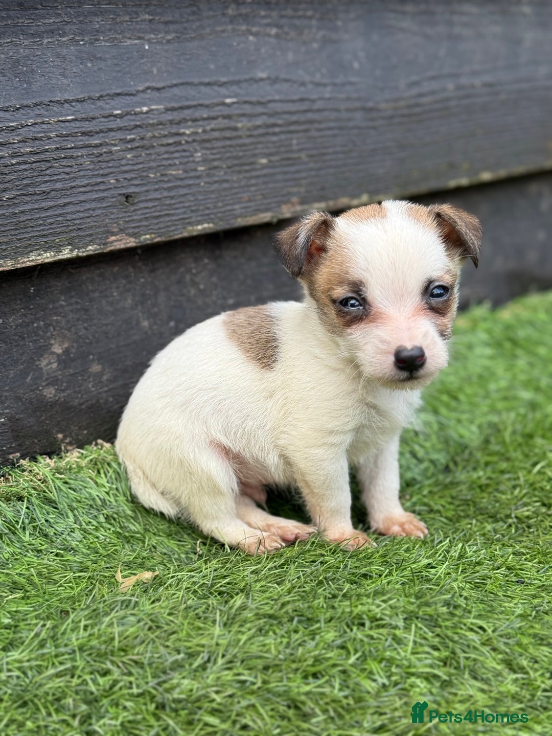 Jack Russell dogs for sale: The cutest little Jack Russel pups ❤️ - Image 24