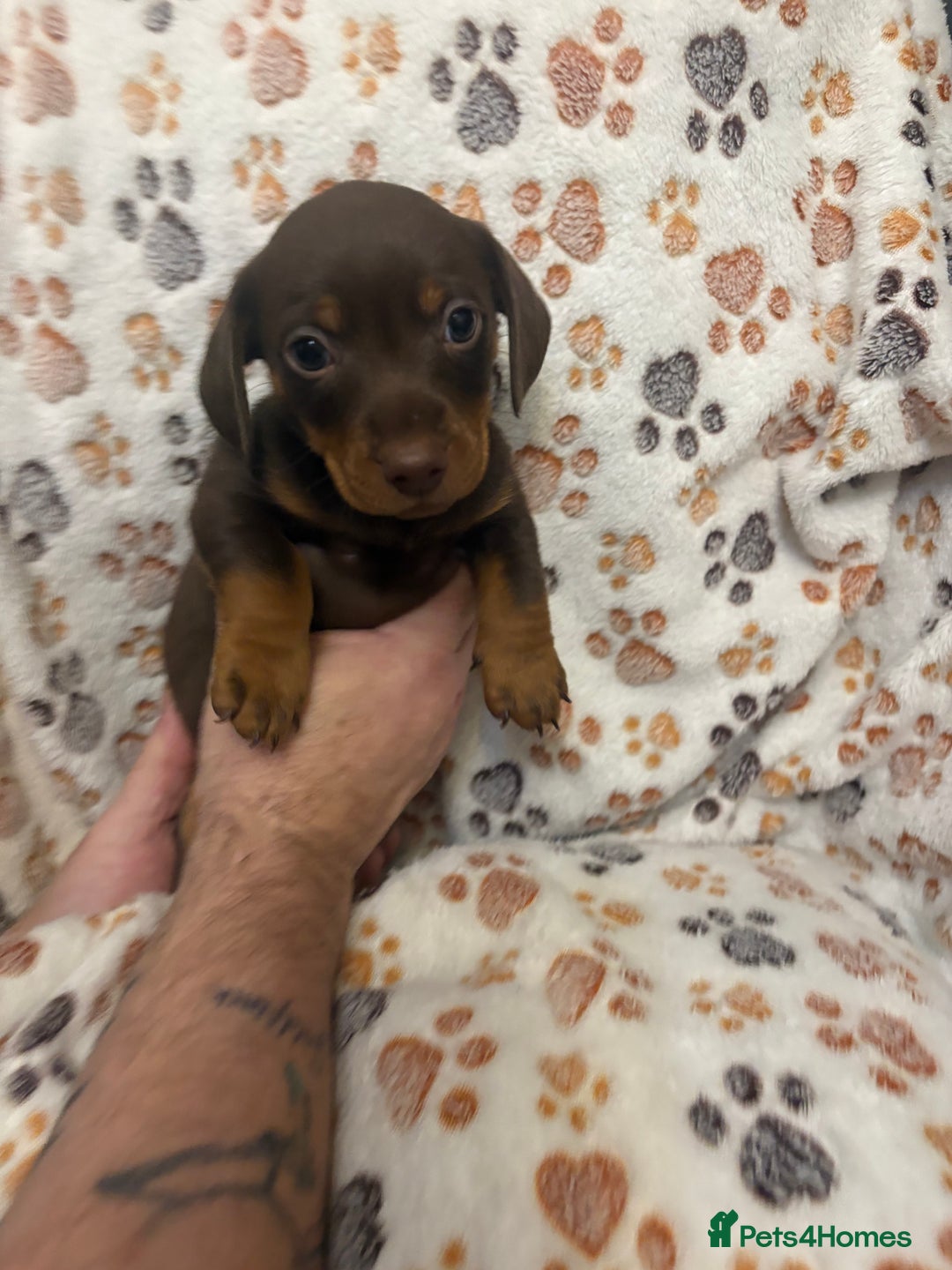 Mixed Breed dogs for sale: Daxie jacks - Advert 4