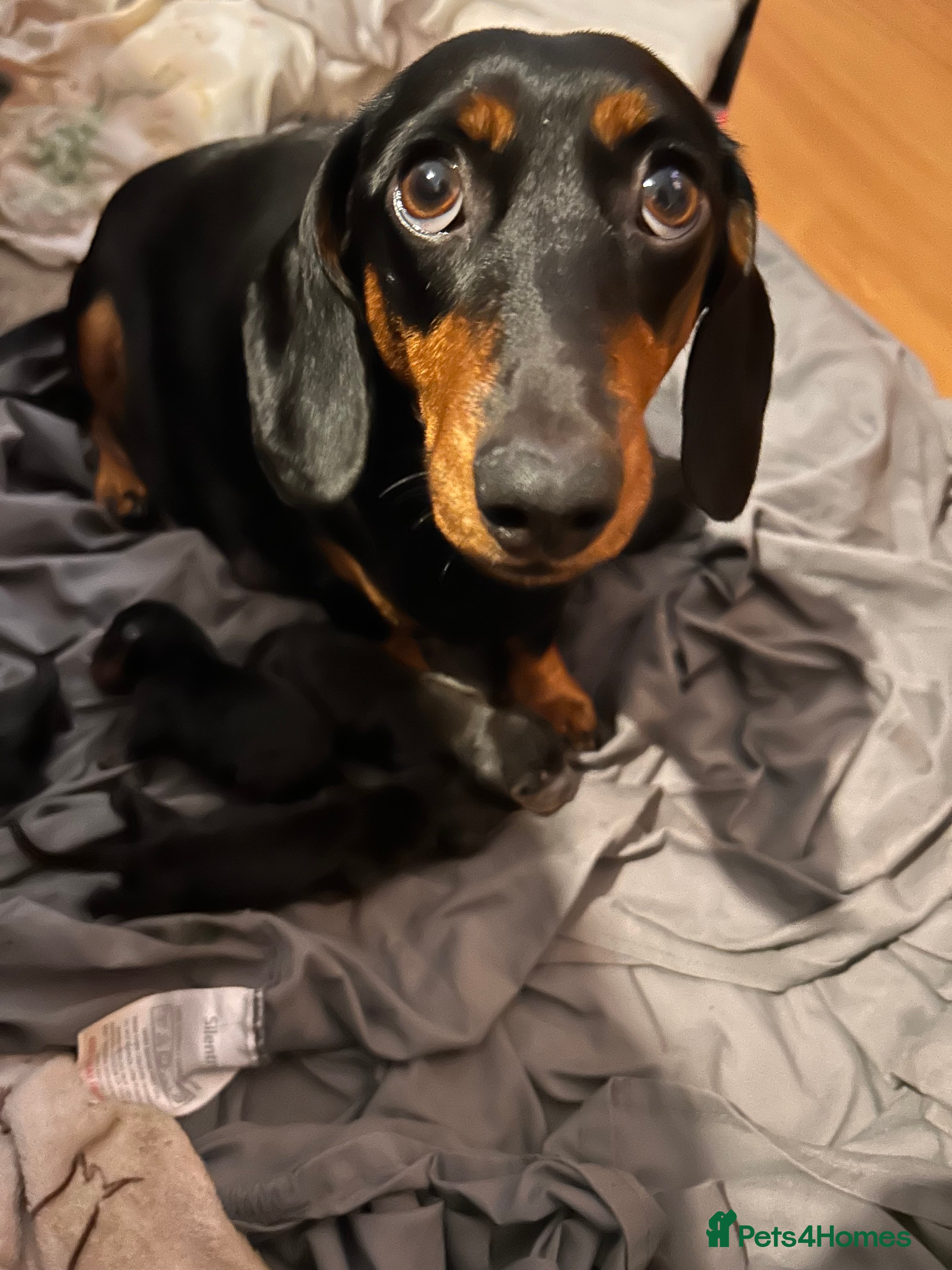 Dachshund dogs Dachshund pups for sale - Advert 18