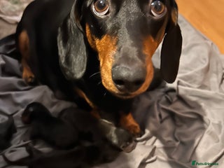 Dachshund dogs Dachshund pups for sale - Advert 18