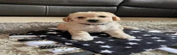 Mixed Breed dogs for sale: Cockapoochon Puppies in Lampeter - Advert 14