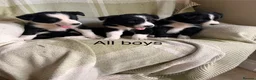 Border Collie dogs for sale: KC/ISDS Registered Beautiful Border Collie Pups - Advert 8