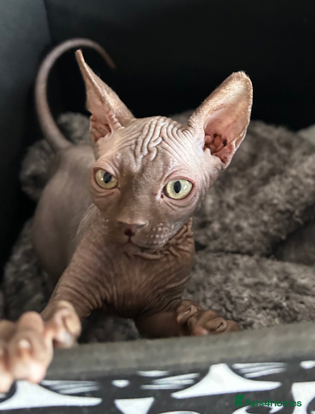 Sphynx cats for sale: Adorable Sphynx Kitten for sale - Advert 4