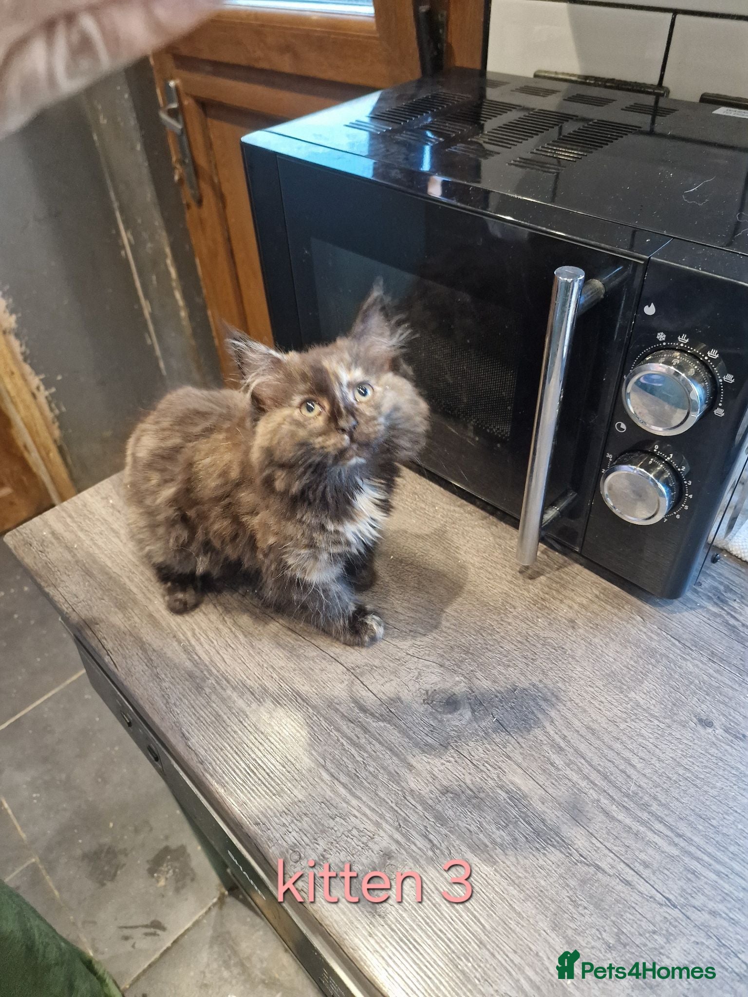 Maine Coon cats Main Coon x Russian Blue  - Advert 5