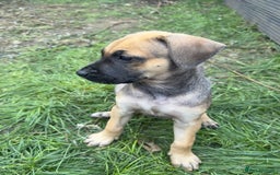 Belgian Shepherd Dog dogs for sale: Stunning Dutch Herder x Alano Español Pups  - Image 21