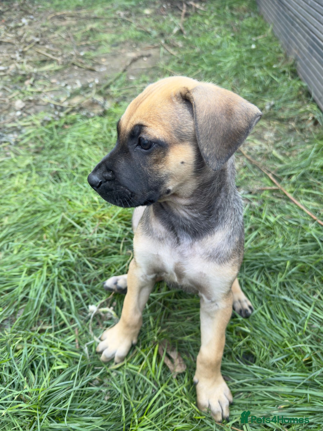 Belgian Shepherd Dog dogs for sale: Stunning Dutch Herder x Alano Español Pups  - Image 21