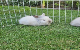 Lionhead rabbits for sale: Baby lionhead Rabbits-female ready to leave now  - Image 3