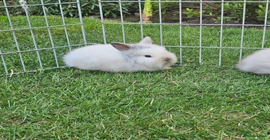 Lionhead rabbits - Advert 6