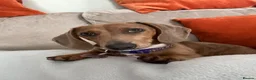 Dachshund dogs for sale: Darla the Dachshund  - Advert 3