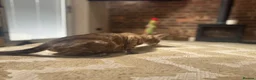 Bengal cats for sale: ⭐⭐⭐ Stunning Rare Charcoal Mink Bengal Kitten ⭐⭐⭐ - Advert 36