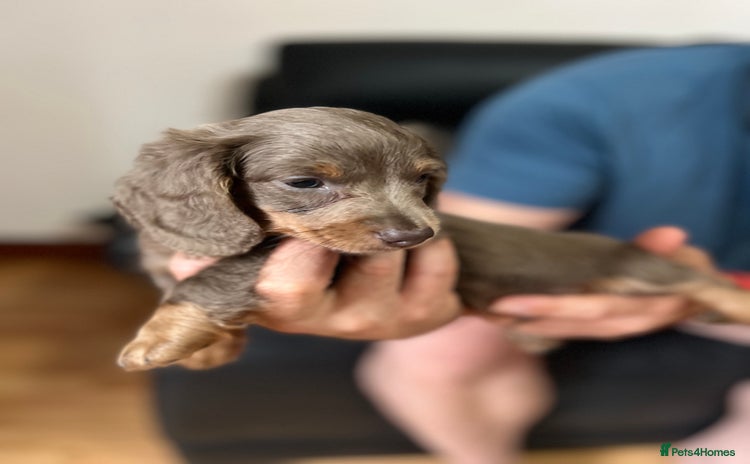 Dachshund dogs - Advert 3