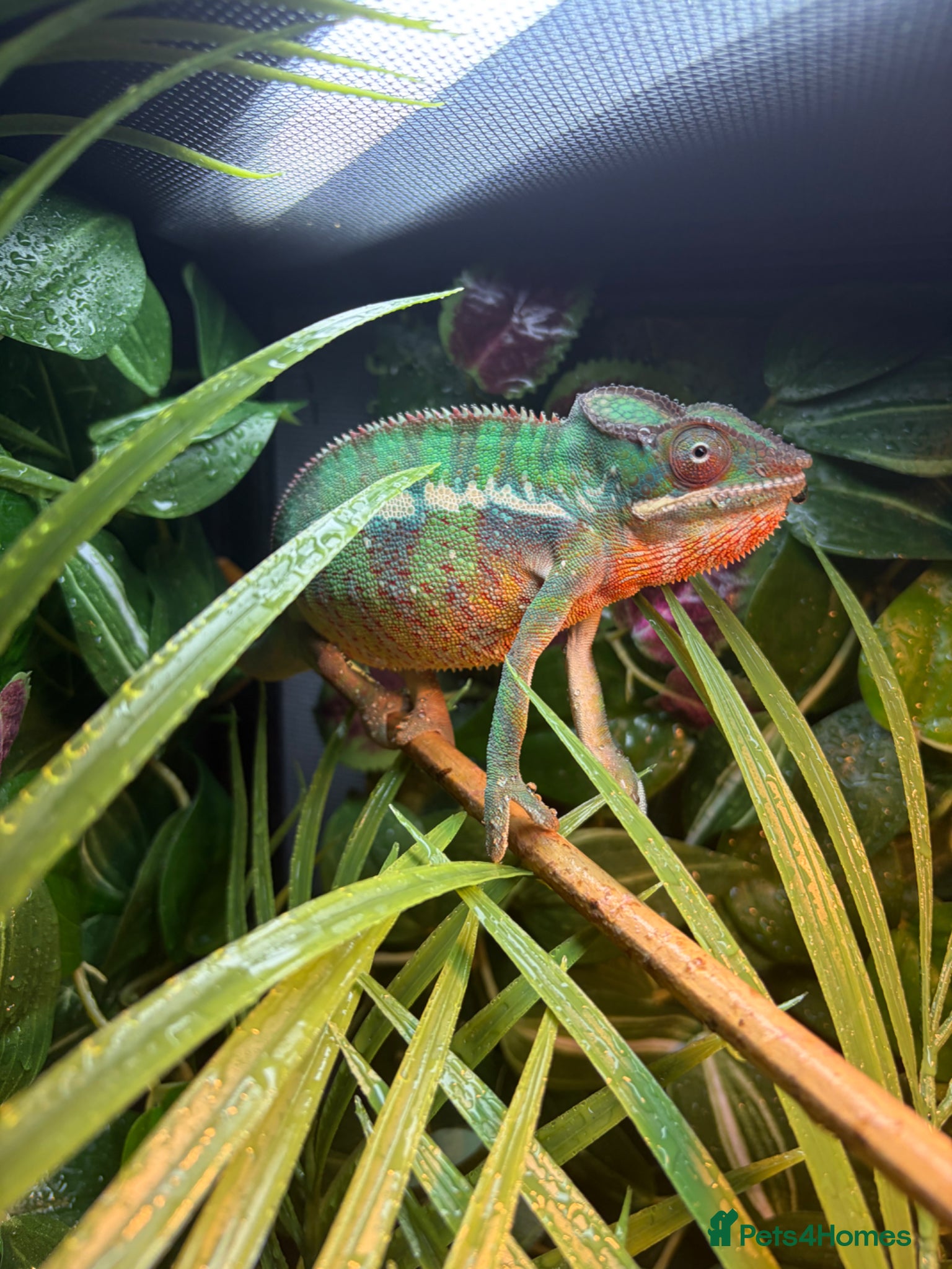 Chameleon reptiles Male panther chameleon  - Advert 1