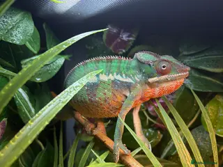 Chameleon reptiles Male panther chameleon - Advert 16