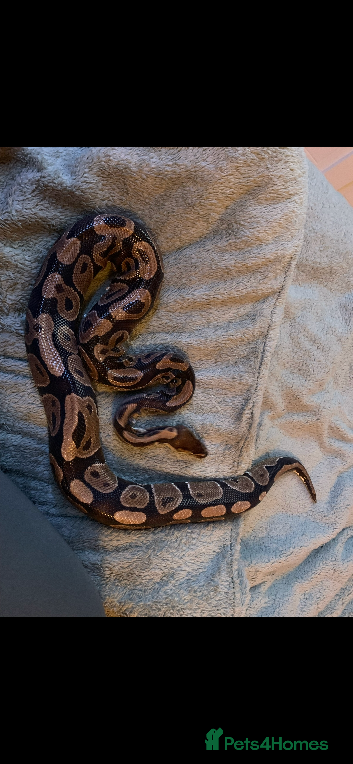 Python Snake reptiles Ball/Royal Python  - Advert 1