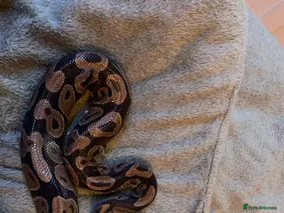 Python Snake reptiles Ball/Royal Python - Advert 1