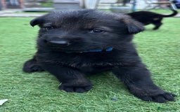 German Shepherd dogs for sale: German Shepherd's from DDR and Czech bloodlines.  - Image 26