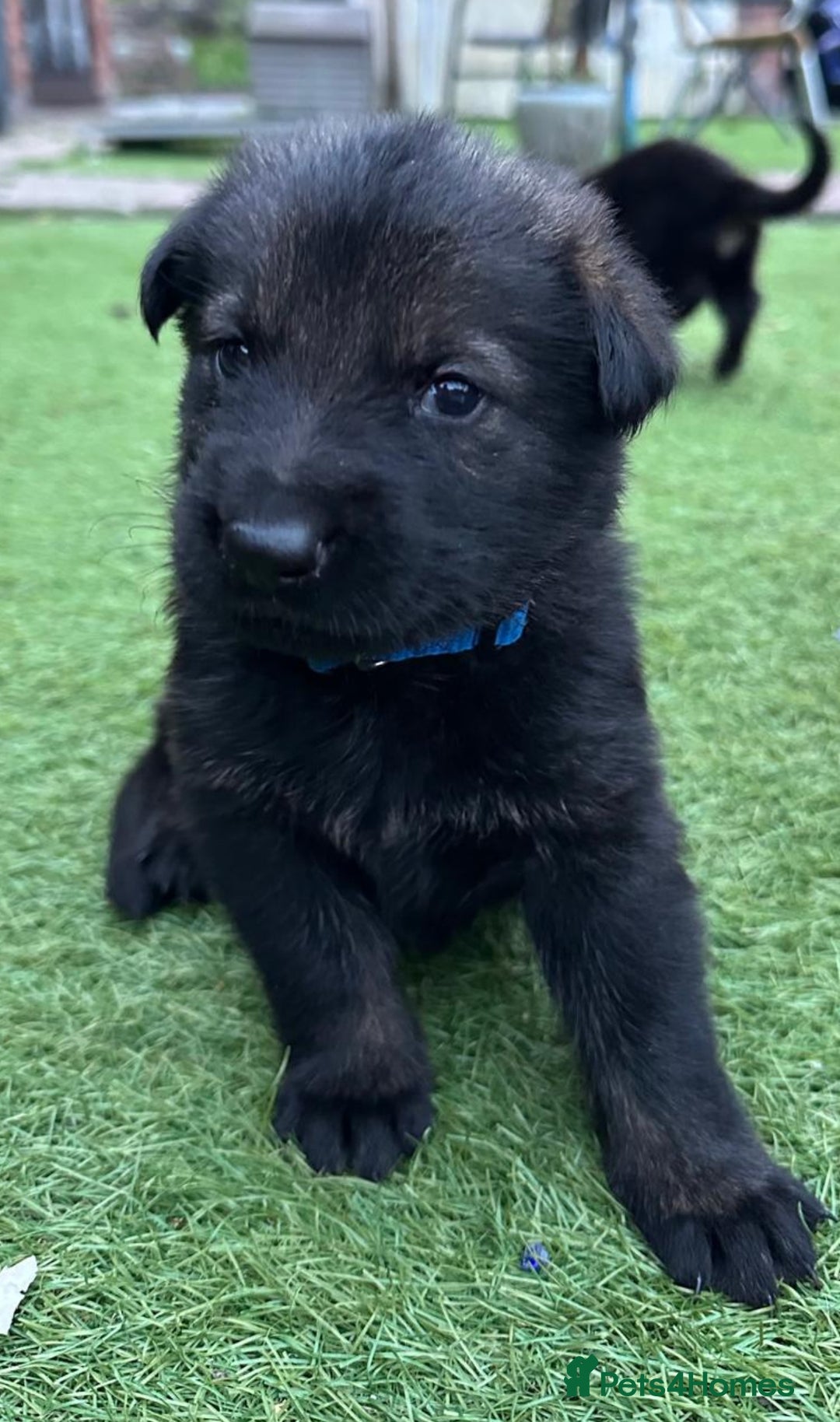 German Shepherd dogs for sale: German Shepherd's from DDR and Czech bloodlines.  - Image 26