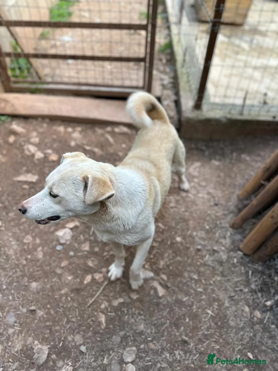 Mixed Breed dogs for adoption: Sakari 💛 - Advert 8