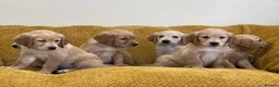 Golden Retriever dogs for sale: Quality litter of KC reg Golden Retriever puppies - Advert 26