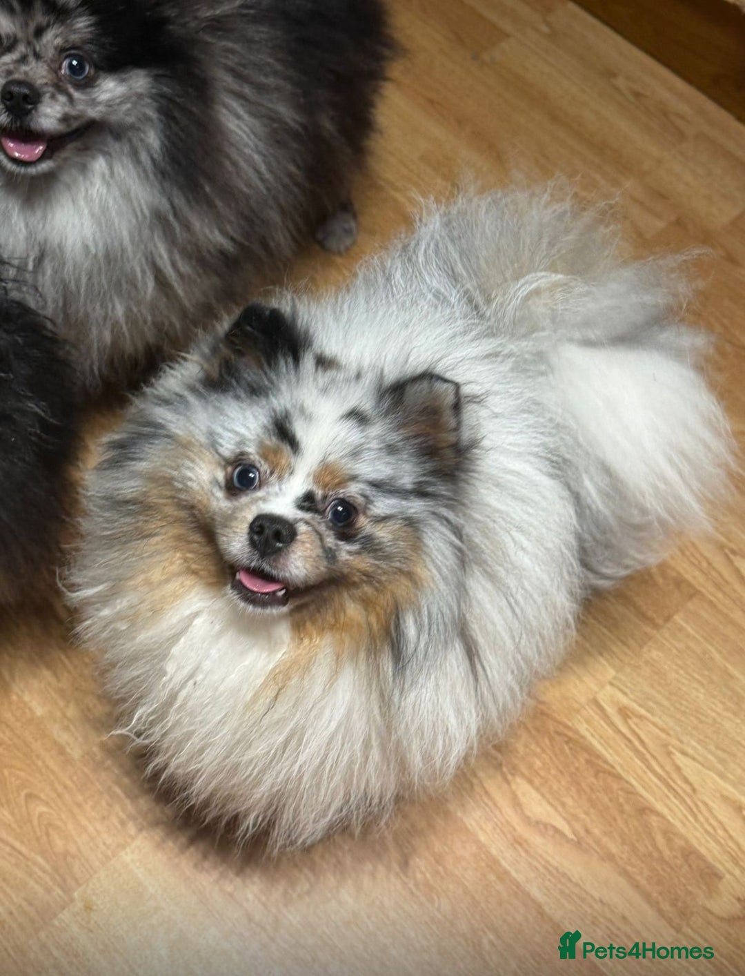 Pomeranian dogs for sale: Adult merle boys  - Advert 11