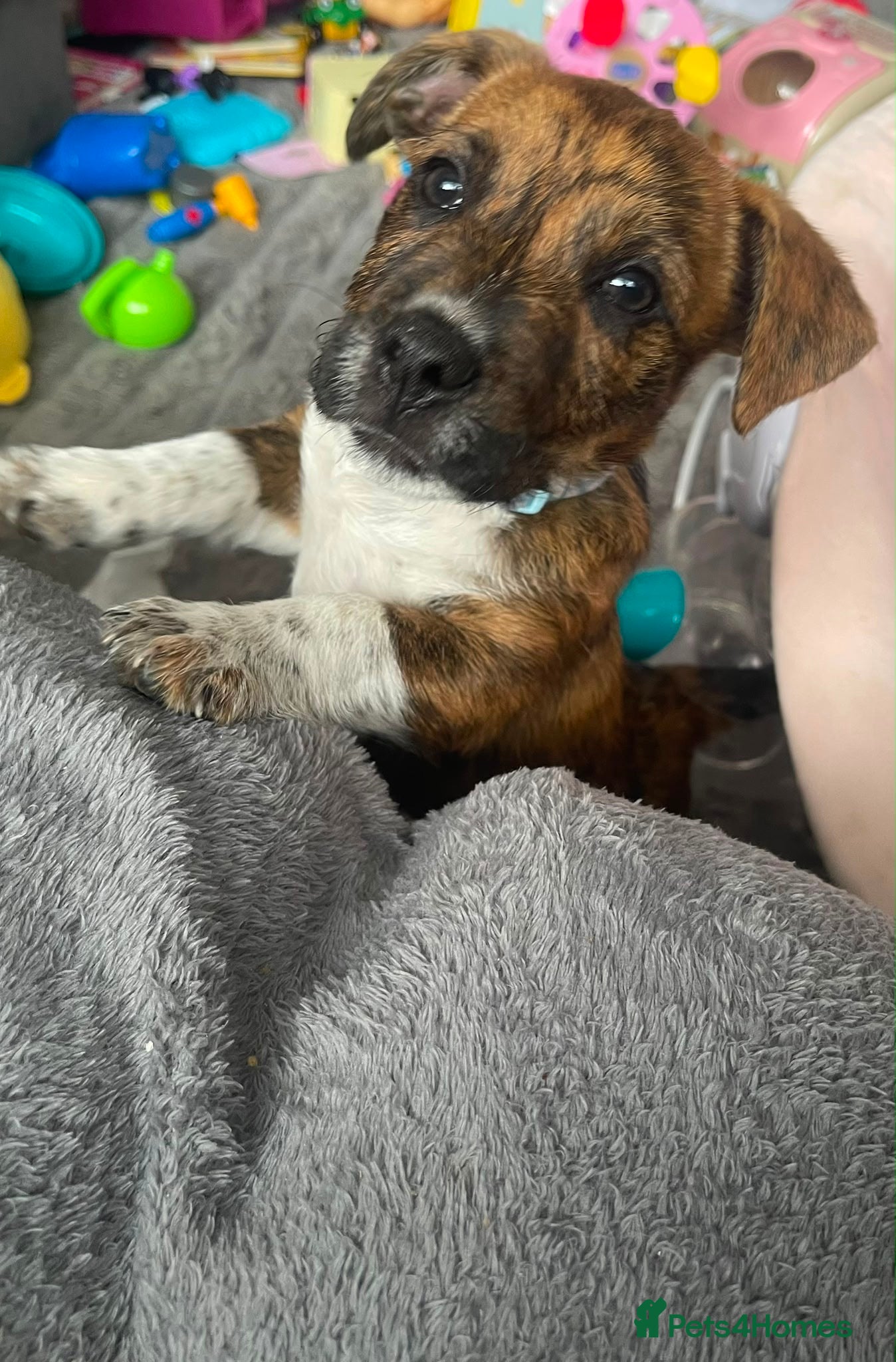Patterdale Terrier dogs Puppy’s  - Advert 2