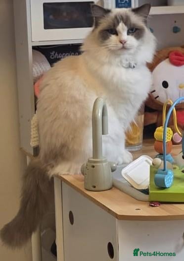 Ragdoll cats for sale: Ragdoll kittens purebred  - Advert 20