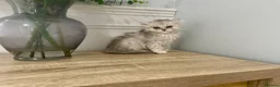 Persian cats for sale: Doll Faced Persian kittens  - Advert 10