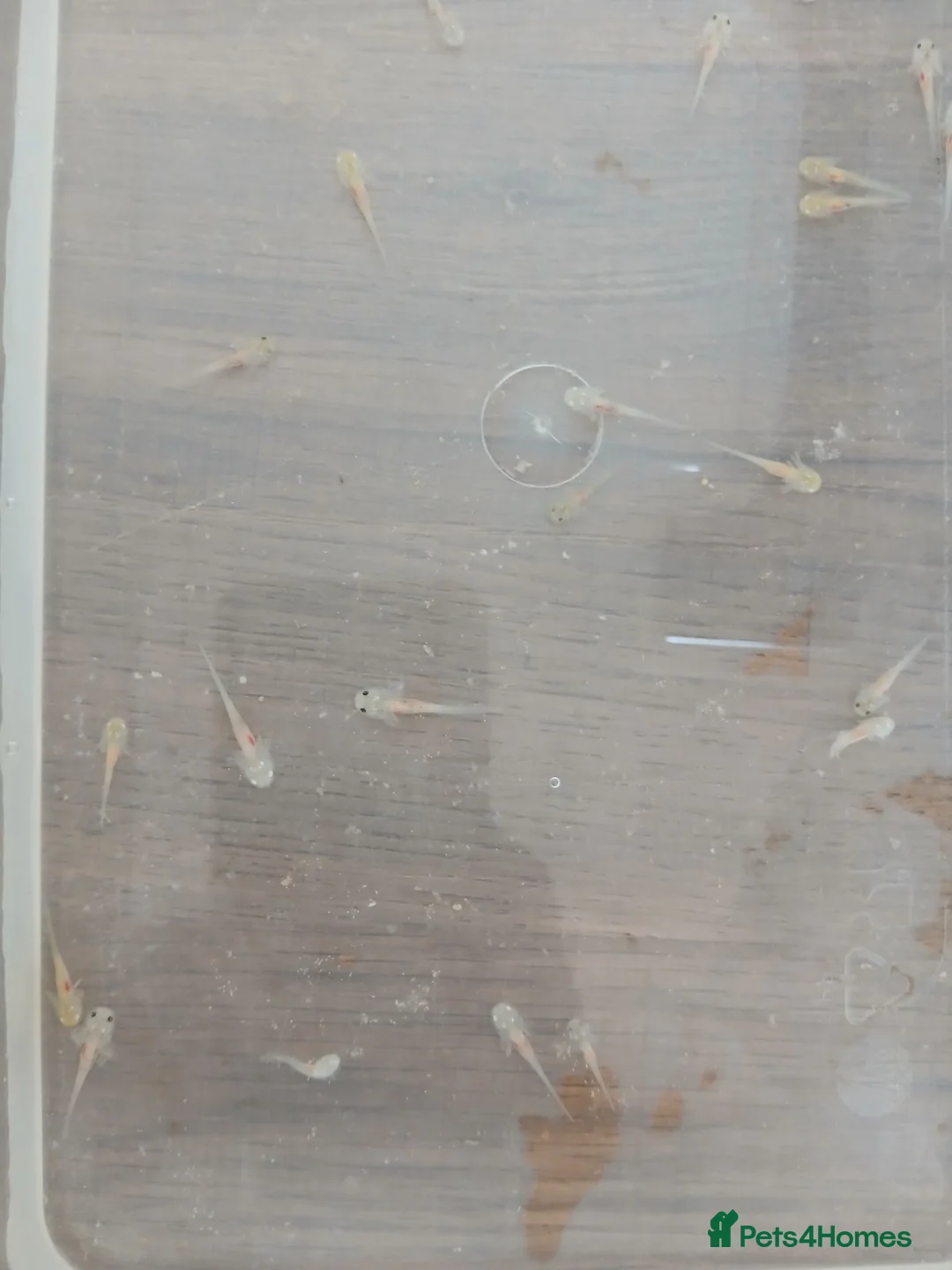 Axolotl reptiles for sale: Axolotl hatchlings - Advert 2