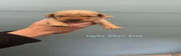 Labrador Retriever dogs for sale: Red fox labrador puppy's  - Advert 9