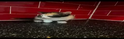 Mixed Breed cats for sale: 3 kittens left in Havant - Advert 7