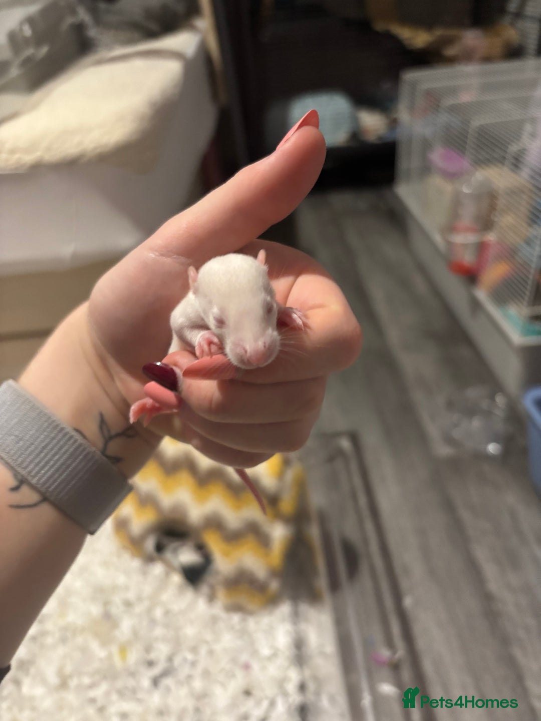 Rat rodents for sale: baby rats for sale GOING FAST.  - Advert 15