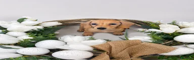Miniature Dachshund 1
