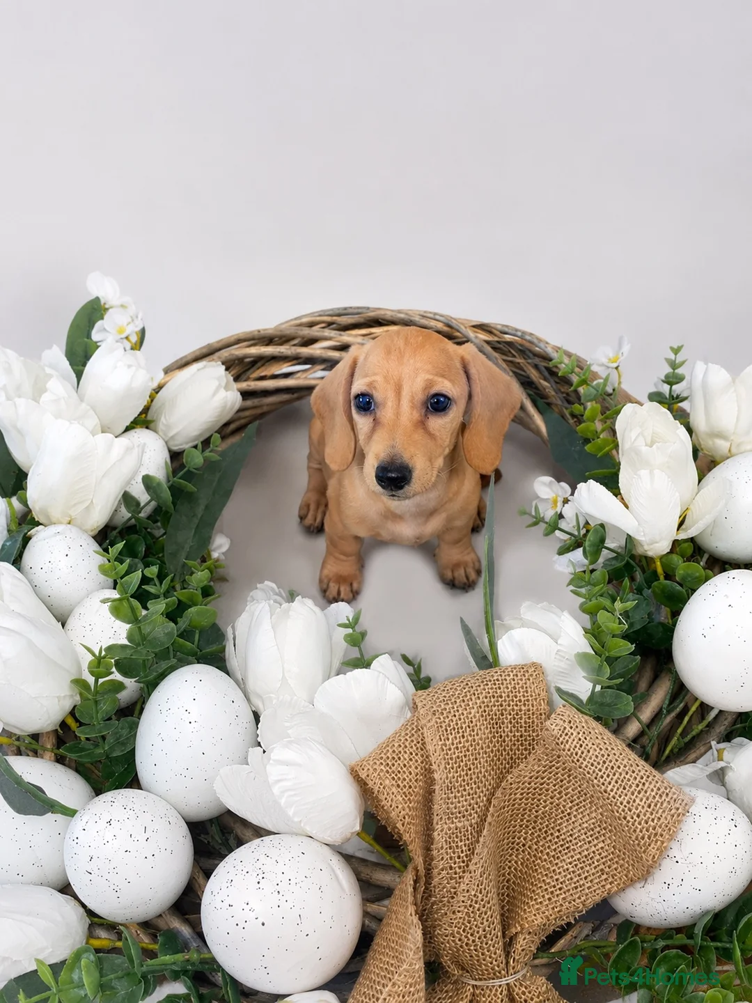 Miniature Dachshund dogs for sale: English Cream Mini Ready now  - Advert 2