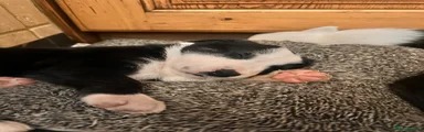 Mixed Breed 1