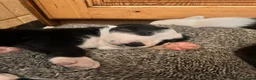 Mixed Breed dogs for sale: Collie x American bulldog  - Advert 23