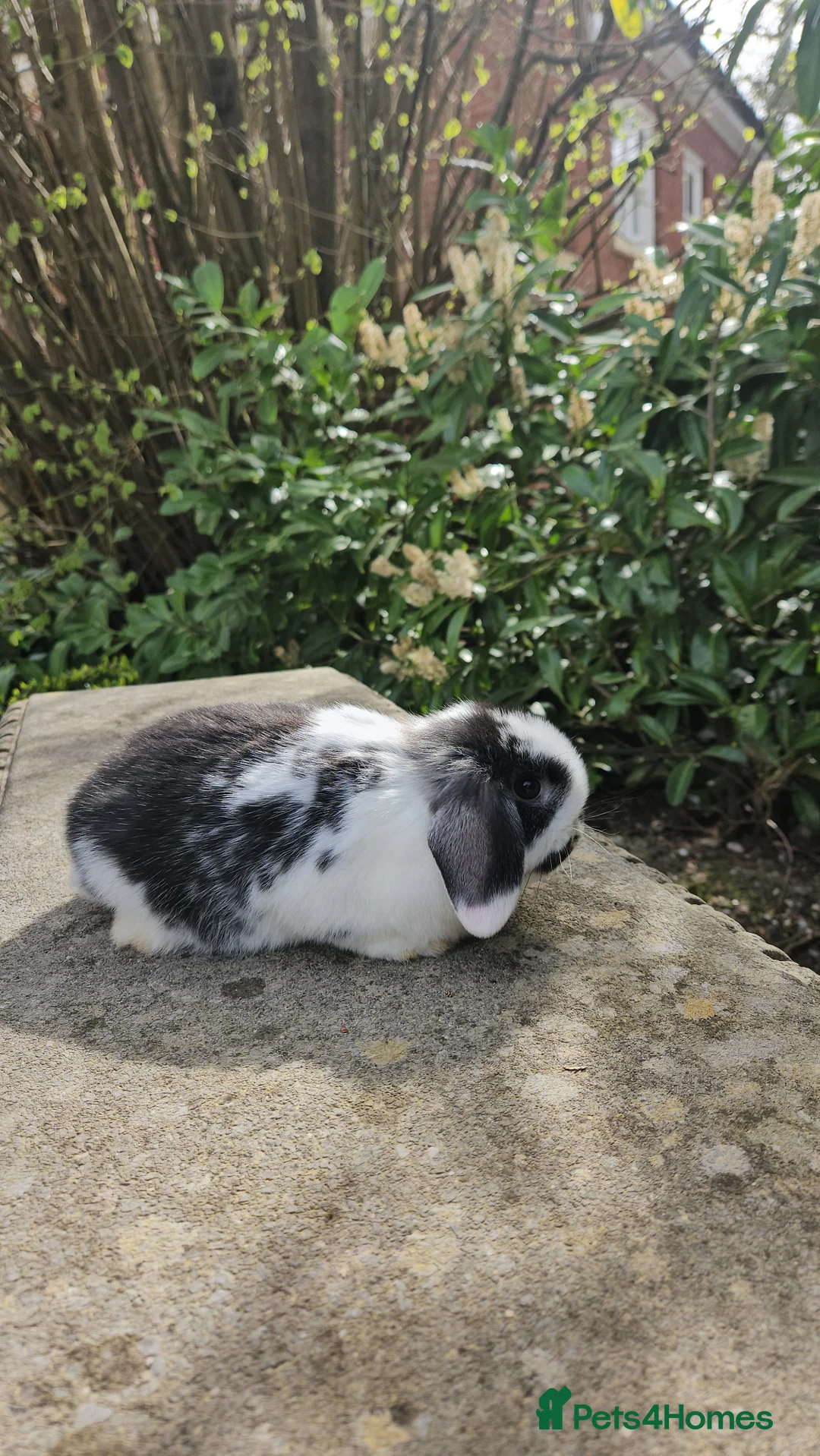 Mini Lop rabbits for sale: Gorgeous black & white female mini lop - Advert 4