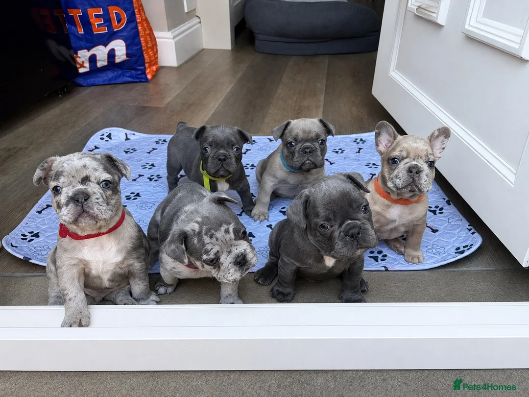 French Bulldog dogs for sale: 6 Adorable French Bulldog puppies - Advert 1