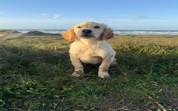 Golden Retriever dogs for sale: Beautiful Fully Trained KC Male Golden Retriever - Image 2