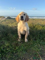 Golden Retriever dogs - Advert 11