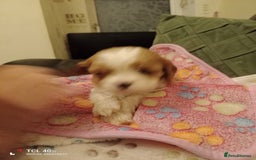 Cavapoo dogs for sale: A stunning litter of cavapoo beautiful costs  - Image 25