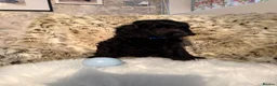 Standard Poodle dogs for sale: Starri’ PupStars   - standard poodle  - Advert 10