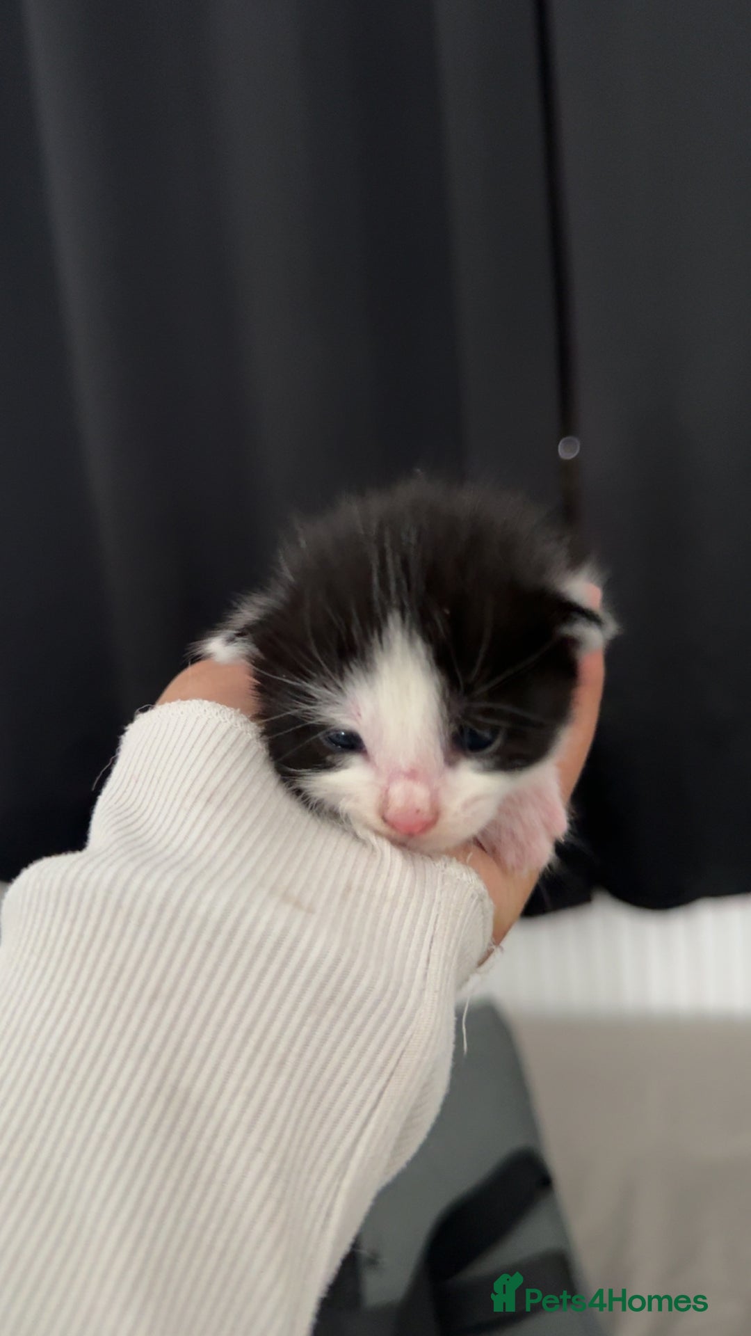 Mixed Breed cats for sale: 3 beautiful kittens available  - Image 7